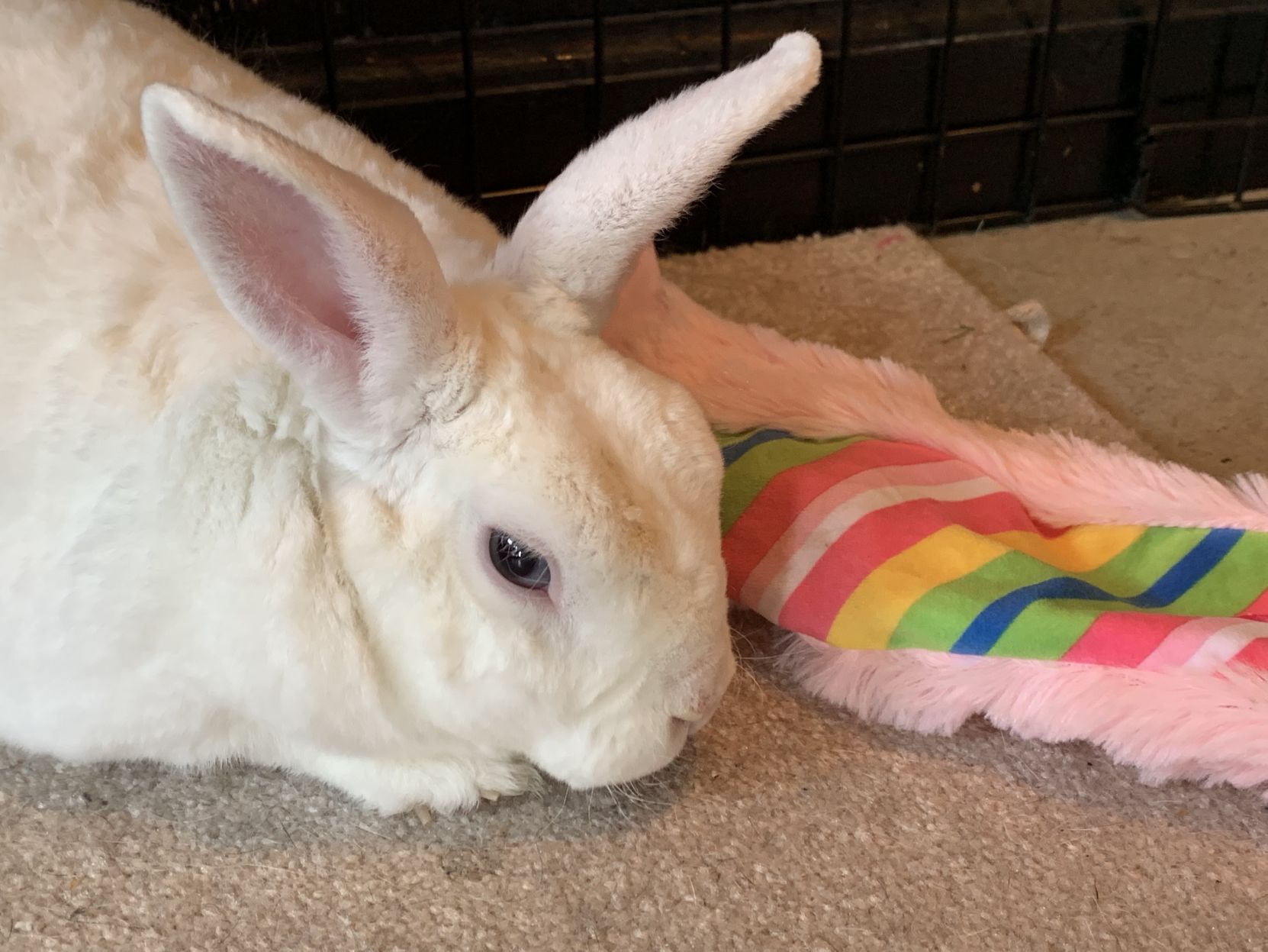Bunny photo MA